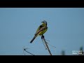 Желтая трясогузка прихорашивается. A yellow wagtail preens.