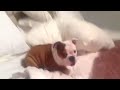 Cute little puppy screaming.