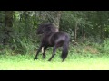 The KFPS Royal Friesian Horse