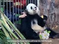 Panda Meng er