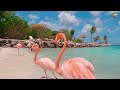 Most Beautiful Tropical Birds 4K 🦜 Serene Birdwatching | Bird Sounds in Scenic Relaxation Film