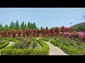 2024.5.23. HanBatSuMokWon,east garden,rose garden 🌹(4)