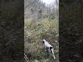 Setter inglese in azione su beccaccia di ripasso che attraversa il fiume.