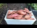 Massive 54 lb Sweet Potato Harvest: Urban Gardening Success