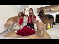 Surprising My Dogs with Early Christmas Gifts