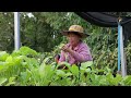 I Built Backyard Aquaponics System for Crawfish Raising and White Radish, Water Spinach Growing