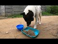 Abandoned Dog Crying when He finally Gets Help