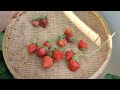 🍓様子と🍓正味113g収穫　24/7/5〜6　♯ 家庭菜園初心者 ♯ プランター  栽培 ♯ ベランダ   ♯ 癒し ♯ ほっこり ♯ 季節 ♯ 節約 ♯ 無農薬♯ いちご狩り　#手作プランター