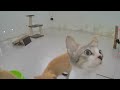 😂 The Most Adorable and Funny Pet Moments Ever 🐶😹 Funny Animal Moments ❤️🐈