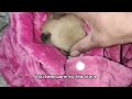 Nursing abandoned puppy, shivering, weeping, crying in blanket and falling asleep warm