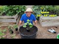 BEST Way to Grow Sweet Potatoes from Store Bought Potatoes |Complete Guide!|