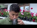 Hamro Bari Ko Organic Vegetables Pakawdai Aaju||Daily Rimbick Village life Style Vlog||