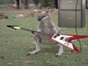 kangaroo playing guitar!1