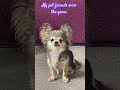 My pet friends over the years #dog #chihuahua #cute #cutedog #doglover