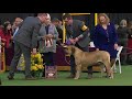 Boerboels | Breed Judging 2020