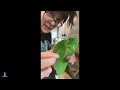 Plant Mail 🪴Queen Anthurium - No!!! Not My Leaf! ❤️‍🩹 😭  #anthurium