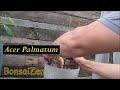 how to Acer Palmatum rescue\salvando Acer Palmatum