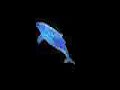 Dolphin.wmv