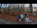 Autumn and English Springer Spaniel Enzo II Cinematic Video