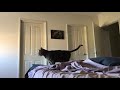 Bengal Cat 'Fuzzy' Loves His Daily Massage