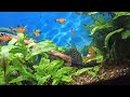 Что нового в моем 100 л аквариуме/Новая коряга/What's new in my 100L tank/