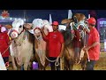 💥 Dalfa Cattle Show Season 3 🌟 ||  AL-RAHMAN CATTLE FARM 🎉 || Wow ... Moments || Cattle Studio