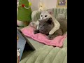 The cutest couple | Adorable cats