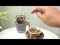 Gu Bonsai Workshop : แนะนำเชอรีแคระทำบอนไซจิ๋ว