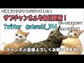 バスタブに猫がいたのでそのままお湯を張ってみます。