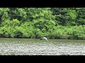 Blue Heron at Royal Lake, Fairfax VA