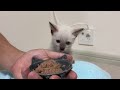 離乳食を拒否し続けた子猫に無理矢理食べさしたらこうなりました。