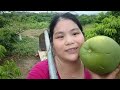 Planting grass and taking care of lychee trees - Thu Hien farm