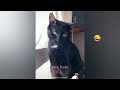 Funny Dogs And Cats Videos 2023 🤤 - Best Funniest Animal Videos Of The Month #2