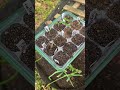 What not to do in your garden!!!  ONIONS 🧅 SEEDLINGS & WATERMELON 🍉 seedlings to small 😱