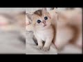 Baby Cats - Cute and Funny #viralvideo #viral