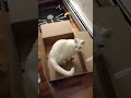 old Miss Miss enjoys a box