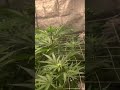 3rd week of flower for the indoor grow