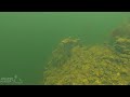 Underwater Video of Green Severum Cichlids (Banded Cichlids) and Peacock Bass in South Florida