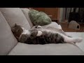 Relaxing with the couch pussy☺ #chill  #cat #catlover #shortsviral #shorts