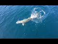 Fishing New Zealand- Blue Marlin ,Striped Marlin, Tuna, Kingis, Snapper.