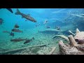 4K Trout Swimming in a Stream Relaxation Video | Trout Underwater Feeding in a Montana Trout Stream