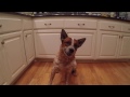 My funny and stubborn Australian cattle dog