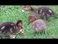 Mother duck with three chicks | Moeder eend met 3 kuikens  live video van Tine de Jong