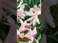 Fascinating Flowers in Small Garden 1