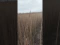 Norfolk Marsh land walk