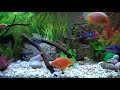 Real aquarium in 4K 🐠 Cichlids 🍀 3 hours