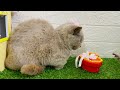 Baby Monkey Abu Driving Excavator | Rescue Truck, Car, Train & Harvest Candy Fruit | cute animals
