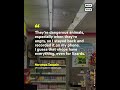 6-Foot-Long Monitor Lizard Climbs 7/11 Shelves #Shorts