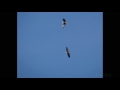 Courting Eagles   Loyalhanna, Feb 2017