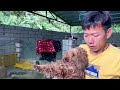 中国广东广州周粥流浪狗救助基地，义工第二天分享Volunteer at Zhouzhou Stray Dog Rescue Base in Guangzhou, Guangdong, China